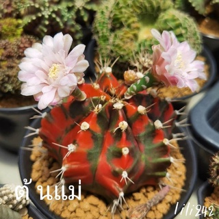 ✅ Gymnocalycium​ variegated