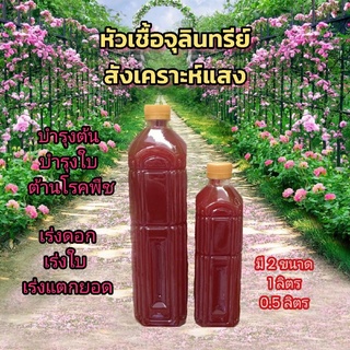 💥💥หัวเชื้อจุลินทรีย์สังเคราะห์แสง (Photosynthetic bacteria : PSB) คุณภาพสูง สูตรเข้มข้นแท้ 100% พร้อมใช้งาน