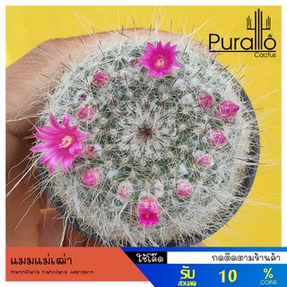 ต้นกระบองเพชร แมมแม่เฒ่า Mammillaria hahniana Werderm. #แคคตัส #cactus #ไม้เพาะเมล็ด