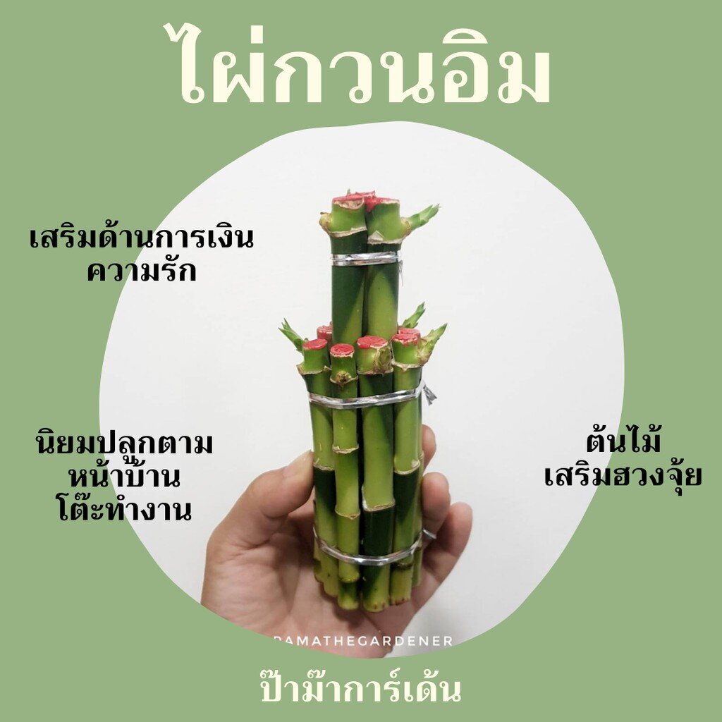 มุมมอง 2