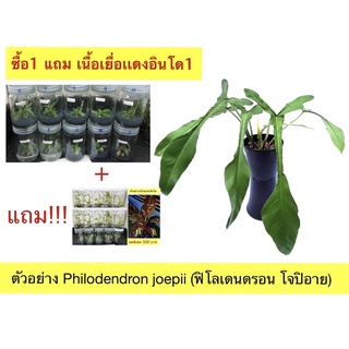 โปร1 แถม 1 โจปิอาย ไม้เนื้อเยื่อ ไม้ Rare Philodendron Joepii (พร้อมส่ง)