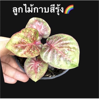 บอนกาบ บอนสีสวยๆลูกไม้สีรุ้ง🌈☘️🌈สวยๆมากๆต้นนี้🌈💢🌈