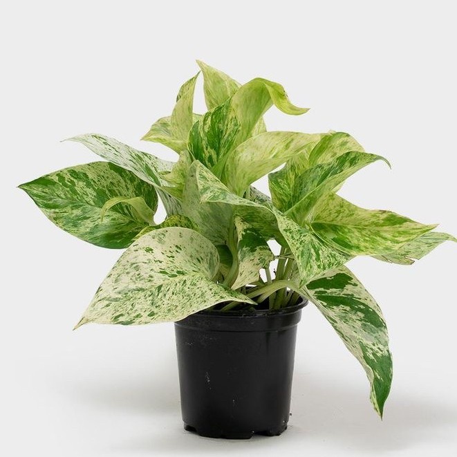 Pothos MARBLE QUEEN/Betel Ivory
