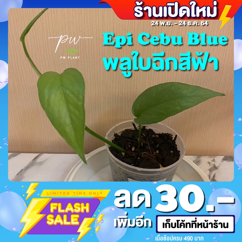 อิพิเซบู บลู Epipremnum Pinnatum Cebu Blue No.2 พลูใบฉีกสีฟ้า ไม้สะสม หายาก วางข้อ รากเดินดี กระถาง 4นิ้ว อัพเดท 6/12/64