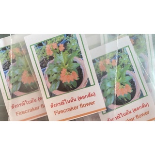 เมล็ดพันธ์ุ สังกรณีดอกสีส้มใบมัน Firecracker  Flower