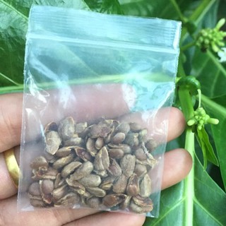 เมล็ดพันธุ์ ลูกยอ Great morinda, Tahitian noni, Indian mulberry 50 เมล็ด