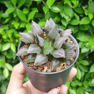 haworthia atrofusca mutant ฮาโวเทีย กระถาง 3 นิ้ว ไม้อวบน้ำ กระบองเพชร