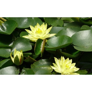 10 เมล็ด เมล็ดบัว สีเหลือง นำเข้า บัวนอก สายพันธุ์เมล็ดบัว Waterlily Nymphaea Seeds