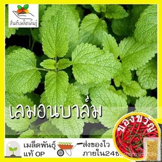 เมล็ดอวบอ้วน100%，ไทยในสต็อกพร้อมส่งเมล็ดพันธุ์ เลมอนบาล์ม 100 เมล็ด Lemon blam เมล็ดพันธุ์แท้ 100% นำเข้าจากต่างประเทศ ป