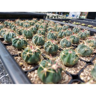 Ferocactus latispinus ลิ้นปีศาจ