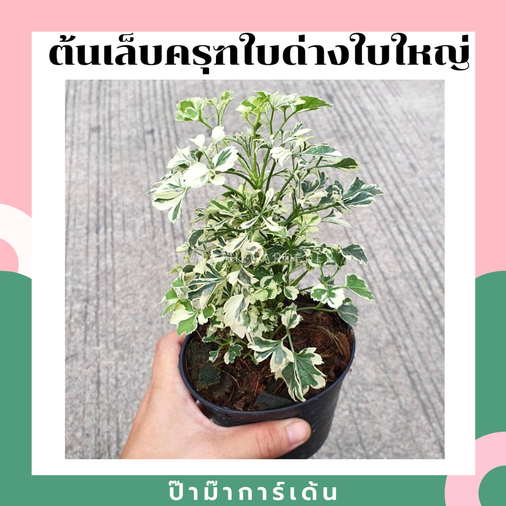 เล็บครุฑใบด่าง พันธุ์ใบใหญ่ มาในกระถางพร้อมตั้ง