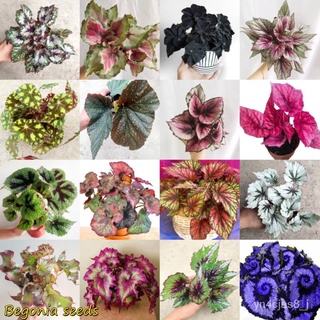 （อัตราการปลูกสูง）50 PCS บีโกเนีย Colorful Begonia Flower Seeds Hosta Plantaginea Plants Seed ต้นไม้มงคล ต้นไม้ฟอกอากาศ บ