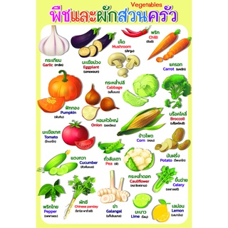 โปสเตอร์ คำศัพท์ภาษาอังกฤษ พืชและผักสวนครัว