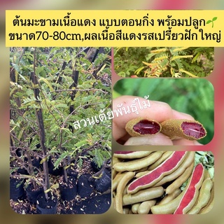 ต้นมะขามเนื้อแดง แบบตอนกิ่ง พร้อมปลูก🌱 ขนาด70-80cm,ผลเนื้อสีแดงรสเปรี้ยวฝักใหญ่