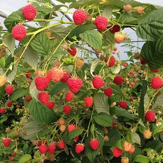 ราสเบอรี่ ฝรั่งเศส🎯ถูกที่สุด 9 บ.📌20 เมล็ด🎈งอกง่าย🌱โตไว☘️พุ่มใหญ่🌱ผลดก