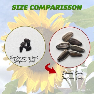Giant Edible Sunflower Seeds - Sunzilla (Ukraine Variety)文胸/玫瑰/香菜/seeds/园艺/头饰/母婴/种子/生菜/通心菜/ TY1V