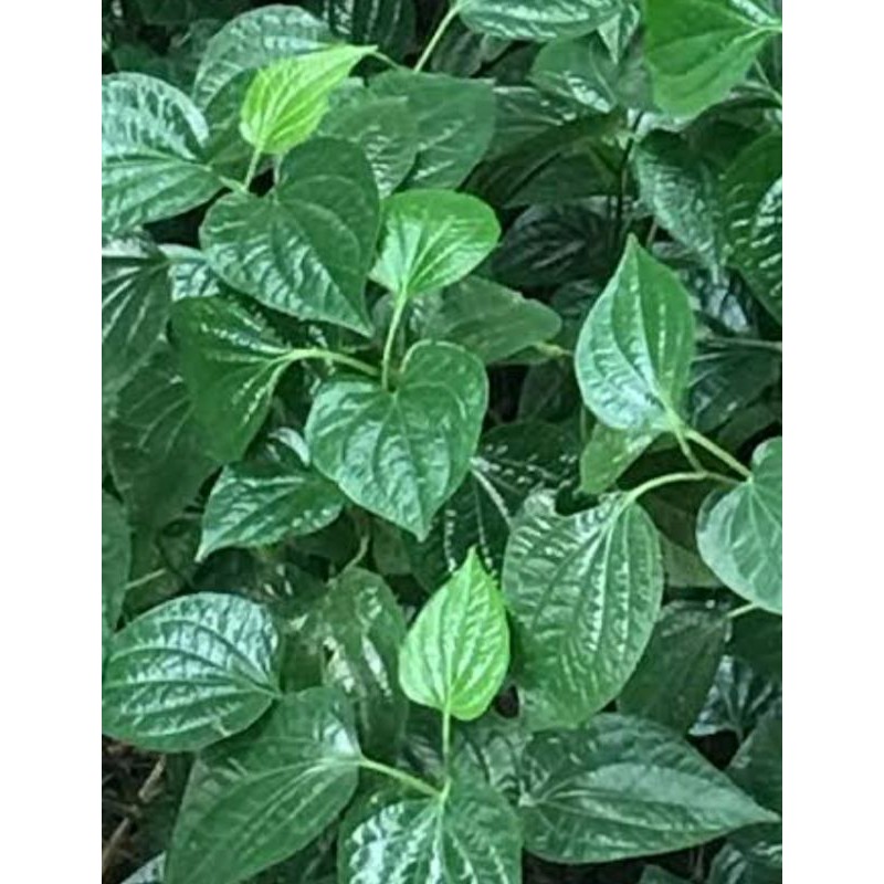 ใบชะพลูสด ใหม่ เก็บแล้วส่งทันที 100 กรัม ราคา 25 บาท