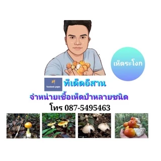 เชื้อเห็ดระโงกเหลืองแท้100% ซื้อ5แถม1