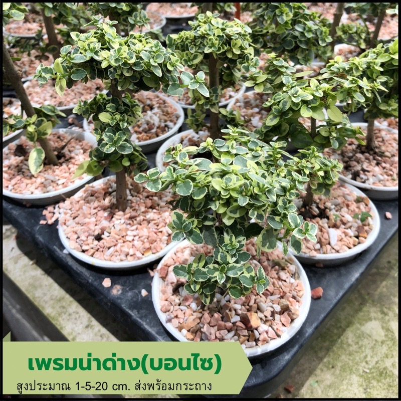 เพรมน่าด่าง บอนไซ[Premna variegated] บอนไซจิ๋ว กระถาง 3”เพรมน่าไต้หวันใบด่าง