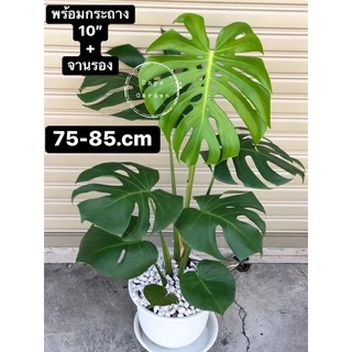 มอนสเตอร่าสูง70-75cmกระถาง10”พร้อมจานรองphilodendron,monstera,deliciosaไม้ฟอกอากาศ