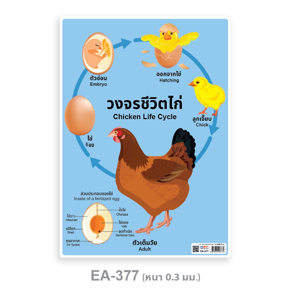 โปสเตอร์พีพี A4 วงจรชีวิตไก่ EA-377