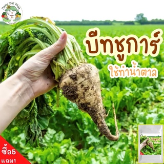 เมล็ดพันธุ์ บีทชูการ์ (ทำน้ำตาล) Sugar Beet seed 150 เมล็ด เมล็ดพันธุ์แท้ นำเข้าจากต่างประเทศ ปลูกง่าย ปลูกผัก สวนครัว