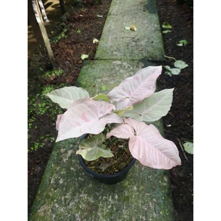 Syngonium pink spot ออมชมพูลายจุด ล๊อตใหม่ ..!!