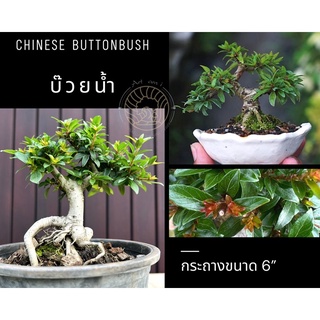 บ๊วยน้ำ บอนไซ 🌱[ Chinese buttonbush] กระถาง 6” ไม้อายุกว่า 2 ปี บอนไซ ต้นบ๊วยน้ำ