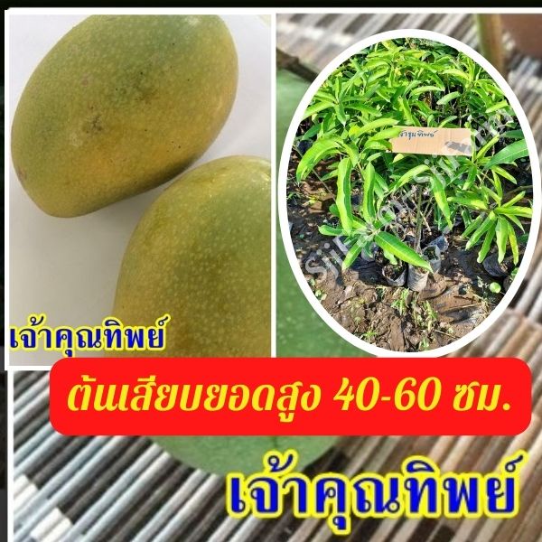1 ต้น มะม่วงเจ้าคุณทิพย์ ต้นสูง 40-50 มีรสชาติดีทั้งผลดิบและสุก ผลสุกเนื้อแน่น ไม่มีเสี้ยน รสหวานจัด มีสินค้าพร้อมจัดส่ง