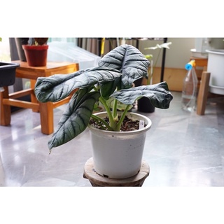 Alocasia baginda Silver Dragon