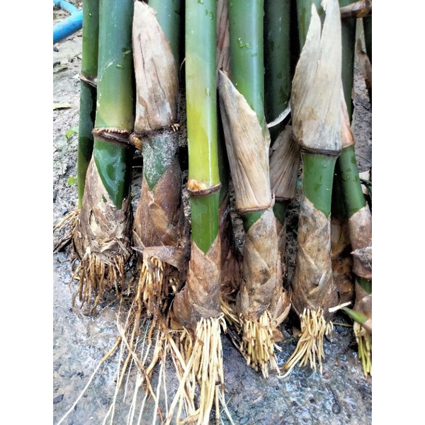 กิ่งพันธุ์ไผ่กิมซุงกิ่งละ25บาทสั่ง10กิ่งแถม2กิ่งสั่ง20แถม5