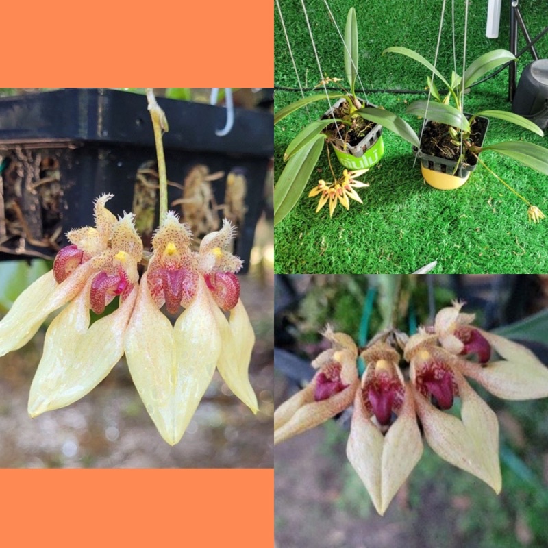 สิงโตอนันดา​ 📌ดอกเริ่มมาสคของหายาก