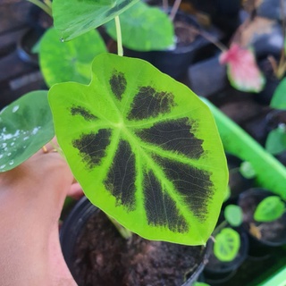 Colocasia affinis schott บอนขุนแผน กระถาง 3 นิ้ว