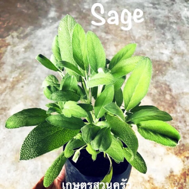 เสจ Sage ขนาดถุง4*8นิ้ว/กระถาง 6 นิ้ว/ขั้นต่ำ2 ต้นคละสินค้าได้ | Shopee ...