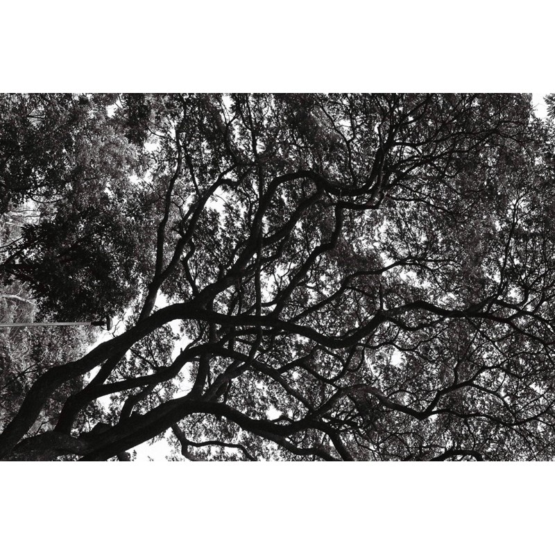 [พร้อมส่ง!] 🤍🖤 ฟิล์มขาวดำ ILFORD PAN 400 - รูปที่ 4