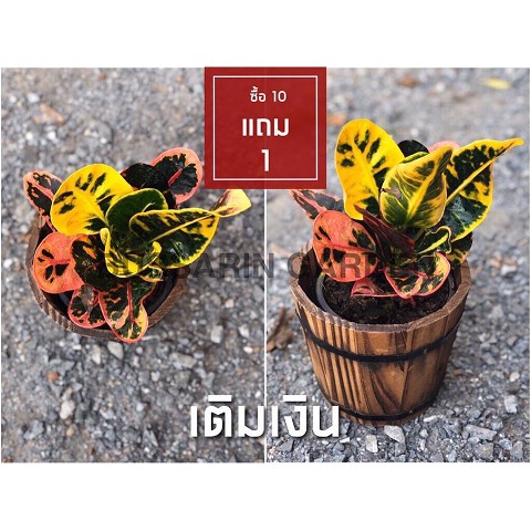ต้นโกสนพันธุ์ เติมเงิน ไซส์เล็ก กระถาง 5" สูง 15-20 เซนติเมตร ซื้อ 10 แถม 1 (จัดส่งแบบถอดกระถาง+รับประกันสินค้า)