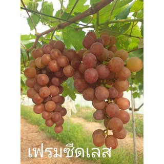 ต้นองุ่น พันธุ์ เฟรมซีดเลส ผลสีแดง ไร้เมล็ด  🍇🪴กล้าละ 350.- (กล้าแบบเสียบยอด/ขนาด50-60ซม.)