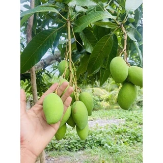มะม่วงพิมเสนอ่อน 1กิโลกรัม85บาท