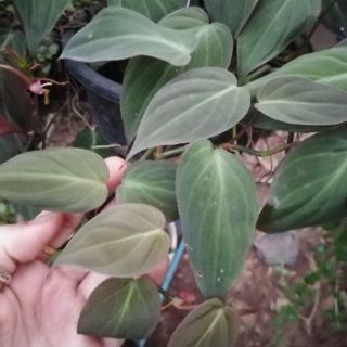 1แถม1​ ฟิโลเดนดรอน ใบหัวใจ Philodendron hederaceum