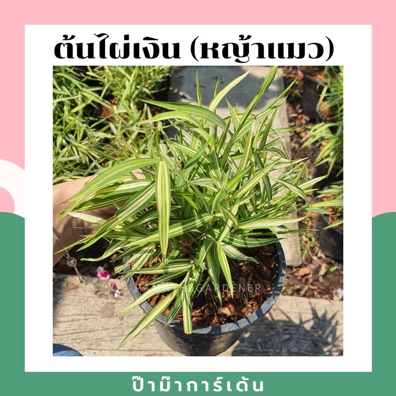 ต้นไผ่เงิน หญ้าไผ่เงิน หญ้าแมว มาในกระถาง พร้อมตั้ง