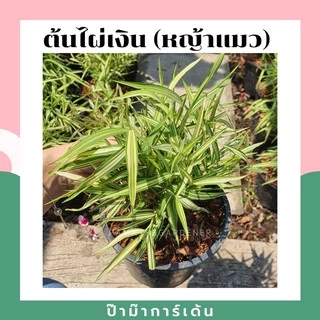 ต้นไผ่เงิน หญ้าไผ่เงิน หญ้าแมว มาในกระถาง พร้อมตั้ง