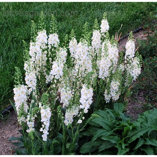 มัลเลน Verbascum phoeniceum temptress 300 เมล็ด เมล็ดพันธุ์นำเข้าจาก ยุโรป