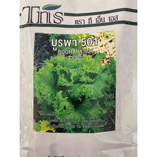 ผักกาดหอมบูรพา501 500กรัม