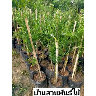 ต้นมะนาวคาร์เวียร์ พันธุ์ Sunshine Yellow.