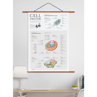 ภาพแขวนผนังโครงสร้างเซลล์ Cell Structure