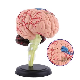 1Pcs 4D Disassembled Anatomical Human Brain Model Anatomy Medical Teaching Tool GGJ7