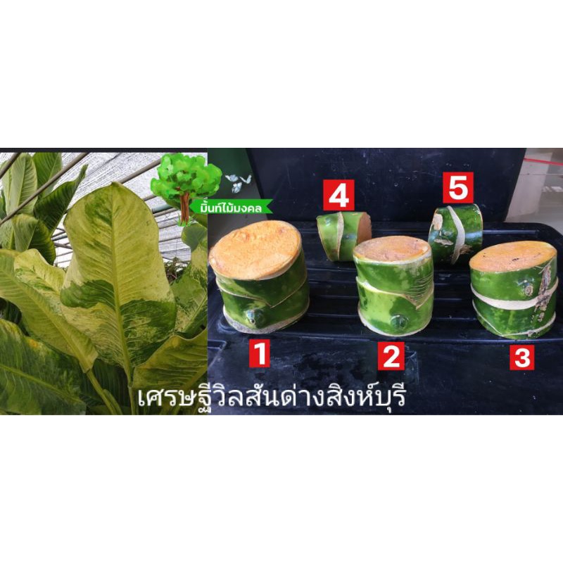 ท่อนเศรษฐีวิลสันด่างสิงห์บุรี"มั่งมีสิน"&เศรษฐีวิลสันด่างจัมโบ้ลูกผสม ต้นแม่พันธุ์มากกว่า4-7ปี+ที่