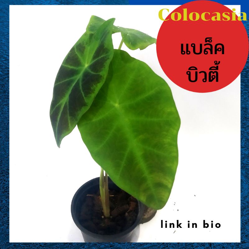 บอน colocasia black beauty แบล็คบิวตี้