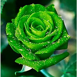 30 เมล็ด กุหลาบ Dragon Rose Seeds สี ขาว-เขียว ดอกใหญ่ นำเข้าพร้อมคู่มือ