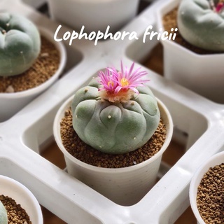 Lophophora fricii โลโฟโฟร่า ฟริซิไอ ไม้เมล็ด เลือกต้นได้